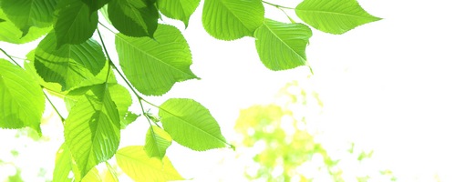 Libido Rose リビドーロゼ ベッド専用香水販売サイトへ